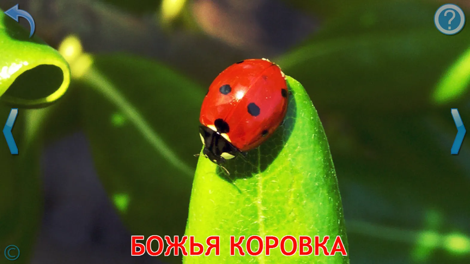 D-MEN [мод: меню] Screenshot 5