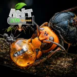 Корабли битвы - Эпоха пиратов [мод: много денег]