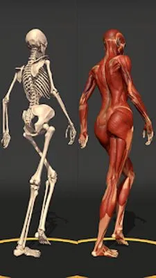 Baixe Action Anatomy (Versão Pro MOD) para Android - Captura de tela 4