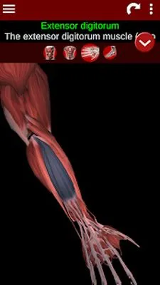Baixe Muscular System 3D (anatomia) (Versão Pro MOD) para Android - Captura de tela 1