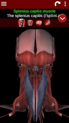 Baixe Muscular System 3D (anatomia) (Versão Pro MOD) para Android - Captura de tela 4